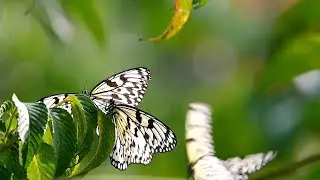 Whispers of the Butterfly | Nature&rsquo;s Gentle Touch in 4K 🌬️#Butterfly #NatureVideo #SlowMotion