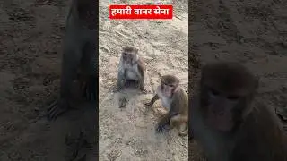 गाजर खा रही है हमारी वानर सेना 🚩🐒 || Monkey Viral Vidio || #monkey #ytshorts #trendingshorts