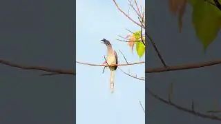 Indian Grey Hornbill Calling