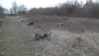 Chasse avec des bassets bleus de Gascogne