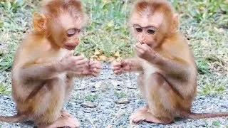Poor Orphan Baby Monkey, Cute Adorable Baby WildLife Care