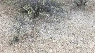 Arizona Diversity