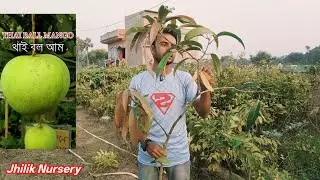 Black star mango / Bari 13 mango / Thai ball mango / All Fruit Plant Nursery / murarai birbhum 