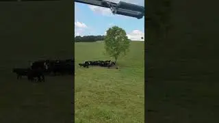 Low stress cattle handling with a dog