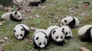 Tiny Panda Cubs Learning to Climb at Bifengxia Base