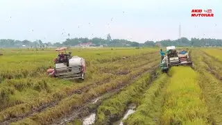 HAYO MENANG MANA❓️YANMAR AW70V VS MAXXI BIMO XTREME