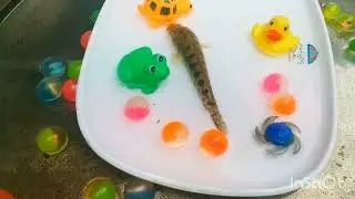 Catch beautiful aquarium fish in small pond baby turtles eel koi fish pencil fish catfish video 2026