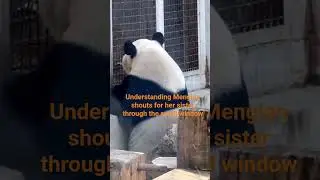 Understanding Menglan shouts for her sister through the small window. #panda #大熱門 #animals #寵物友善日常