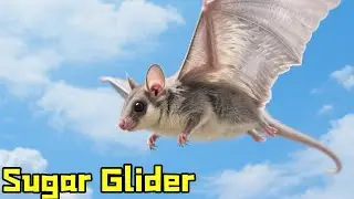 Rice Kangaroo Flying Squirrel is here to show you a fancy flying trick!