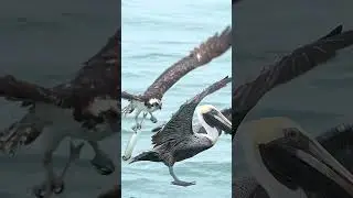 Crazy pelican tries to steal huge fish from  Osprey. Glad I&rsquo;m not a fish. #bird #ospreys #birds