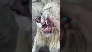 El gato m&aacute;s grande y consentido del mundo🦁❤️ &iquest;Qui&eacute;n m&aacute;s quiere abrazarlo? #leones #animales #gatos