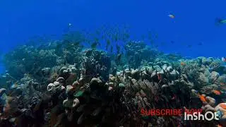 my first fishing videofish 🐟 nice fish animal fish