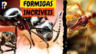 TOP 10 FORMIGAS MAIS INCR&Iacute;VEIS DO MUNDO