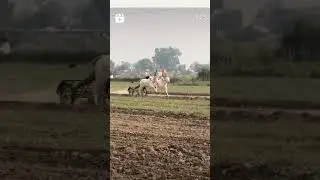 Nagori bail ke race dekhaiya #bail gadi race mp #ox race #nagori bail #punjabi