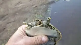 Spiny Softshell (Apalone spinifera) - 20190903 173704