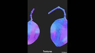 Digital Archive of Plants - Jacaranda mimosifolia
