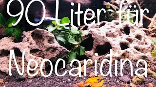 90 Liter Aquarium f&uuml;r yellow fire Neocaridina Garnelen #aquaristik
