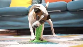 Pet supplies factory  dogs product manufacturer dog toys cat toy Pets products manufacturers YM11775