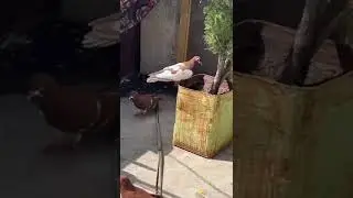 Lal Khal Pair||A S Pet World|| #bird #petworld #tranding