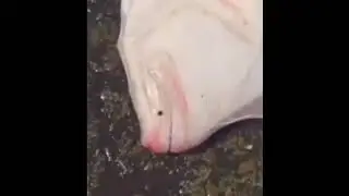 Fish turns into EAS alarm