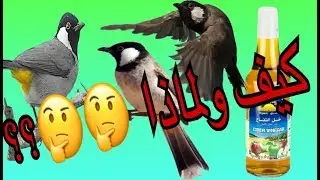 كيف ولماذا يرش البلبل بخل التفاح المخفف بالماء ؟؟ 🕊🕊