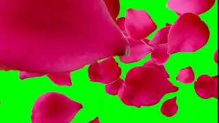Rose  Chroma Key | Green Screen Bakround | Motion background 2020