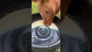 DAY 6! Of feeding a calf named big man #1000subscriber #takeyourtime #cow #viral #youtubeshorts