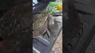 Flounder spot #flounder#fishing#outdoors#wilderness#survival#water#wading#status#short#galveston