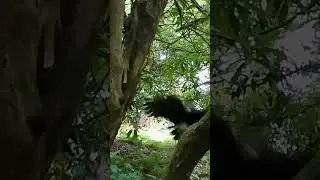 Agility of the hawk. #shorts #hawk #slowmotion #epic #amazing #skill #wildlife #harrishawk #nature