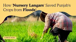 How 'Nursery Langars' Saved Punjab's Crops from Floods!