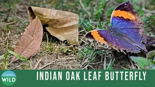 Indian Oak Leaf Butterfly