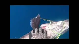 Spearfishing in the Azores - Winter Conger eels