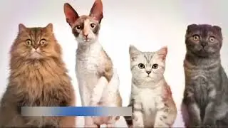 Главный Котик Страны - Премьера