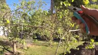 2YR OLD MUSCADINE VINE PRUNING