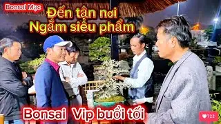 Đến tận nơi ngắm tận mắt siêu phẩm bonsai 