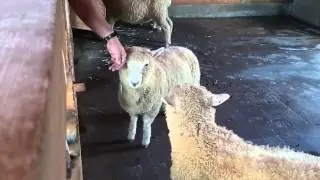 ウール100%