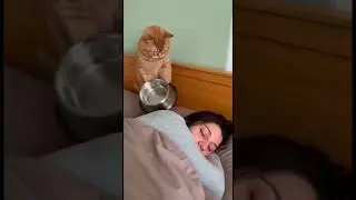 😸 Wake Up Prank #funny #shorts #cat #catshorts #laugh