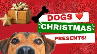 Best Christmas🎄 and Hanukkah 🕎 gifts for dogs 🐶