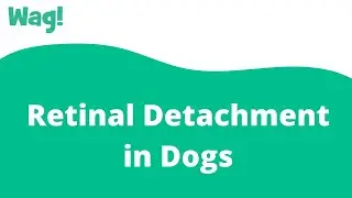Retinal Detachment in Dogs | Wag!