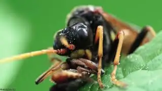 Tenthredo sp.