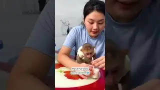Kakamonkey fun