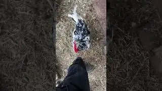 Understanding Rooster Behavior: A Calm Response (Pt 1)