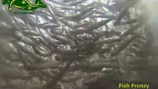 Fish Frenzy at Mimpi Indah resort jetty