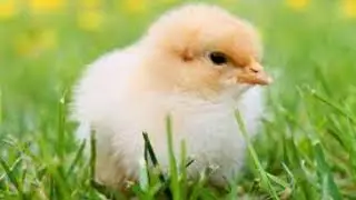 Robinson CLC Chickquest 2021 Live Stream