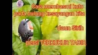cara membasmi kutu pada burung terkukur, merpati, perkutut dll. persi TERKUKUR TABIR.