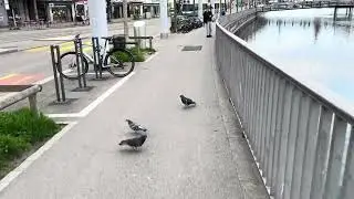 Walking in Zurich 🇨🇭 | Switzerland&rsquo;s Scenic River Walk Like a Bollywood Dream
