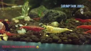 Tanque de gambas neocaridinas red fire 🦐🍀☘️🍁😍