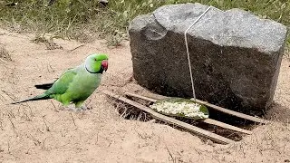 Amazing Quick Parrot Trap Make From Stone & Deep Hole