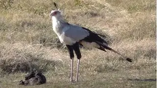 secretary bird guarding a turd