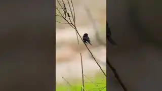 Pied Bushchat (Saxicola caprata) Male. #piedbushchat #bushchat #birds #wildlife #nature